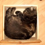 Cat of the Day - 8th August 2020
