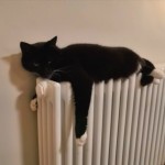 Cat of the Day - 9th August Max