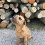 Dog of the Day - 24th August 2020 - Rolo