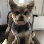 Dog of the Day - 26th August 2020