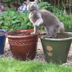 Cat of the Day - 10th August 2020 - Monty