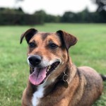 Dog of the Day - 27th August 2020 - Bailey