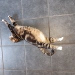 Cat of the Day - 11th August 2020 - Maisy
