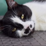Cat of the Day - 12th August 2020 - Simba