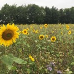 Photo of the Day - 23rd August 2020