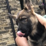 Dog of the Day - 1st September 2020 - Caesar