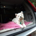 Dog of the Day - 2nd September 2020 - Millie