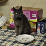 Cat of the Day - 16th August 2020 - Bella