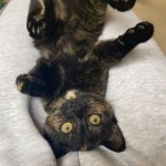 Cat of the Day - 17th August 2020 - Adorable kitten “Angel”