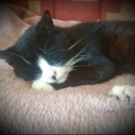 Cat of the Day - 18th August 2020