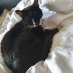 Cat of the Day - 20th August 2020 - Lionel