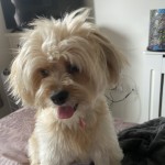 Dog of the Day - 3rd September 2020 - Aura