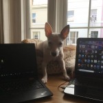Dog of the Day - 5th September 2020 - Ellie