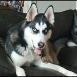 Dog of the Day - 4th September 2020 - Storm