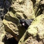 Dog of the Day - 6th September 2020 - Oskar