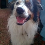 Dog of the Day - 7th September 2020 - Pacer