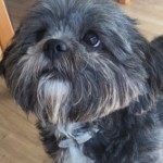 Dog of the Day - 9th September 2020 - Sophie