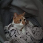 Cat of the Day - 22nd August 2020 - Sheldon