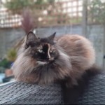 Cat of the Day - 23rd August 2020 - Luna