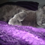 Cat of the Day - 24th September 2020 - Saffy