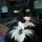 Cat of the Day - 25th August 2020 - Murphy