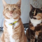 Cat of the Day - 26th August 2020 - Pete and Phyliss