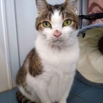 Cat of the Day - 27th August 2020