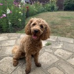 Dog of the Day - 28th August 2020 - Willow