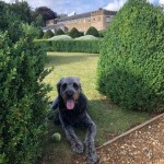 Dog of the Day - 30th August 2020 - Henry