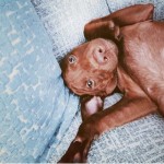 Dog of the Day - 31st August 2020 - Whisky