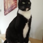 Cat of the Day - 29th August 2020 - Jess