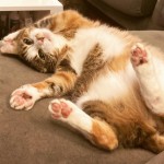 Cat of the Day - 30th August 2020 - Miss Lily Cat