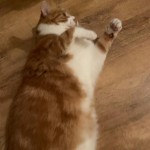 Cat of the Day - 1st September 2020 - Felix