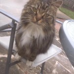 Cat of the Day - 2nd September 2020