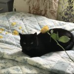 Cat of the Day - 3rd September 2020