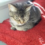 Cat of the Day - 4th September 2020 - Suzi