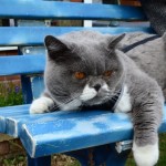 Cat of the Day - 5th September 2020 - Miss Tizzy