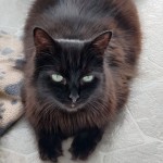 Cat of the Day - 6th September 2020 - Chevy
