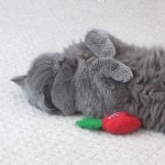 Cat of the Day - 7th September 2020 - Minky