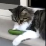 VIDEO: What do cats do when they see a cucumber? You would be surprised!
