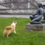 VIDEOS: Dogs who want to play fetch with statues!