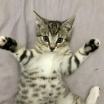 Cat of the Day - 8th September 2020 - Romeo