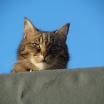 Cat Of The Day - 9th September 2020 - Leo