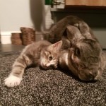 Cat of the Day - 10th September 2020 - Zaphod and his friend Theo bunny!