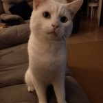 Cat of the Day - 11th September 2020 - Shiro