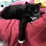 Cat of the Day - 12th September 2020 - Gypsy Bubbles