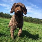 Dog of the Day - 11th September 2020