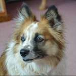 Dog of the Day - 12th September 2020 - Coco