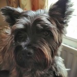 Dog of the Day - 13th September 2020 - Duggie