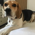 Dog of the Day - 15th September - Betty